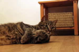 Retrato de gato